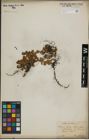Foto von Salix herbacea L.
